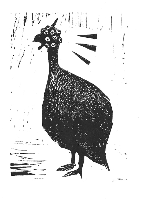 bird dodo spatz raven