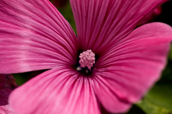 Flowers pink macro summer