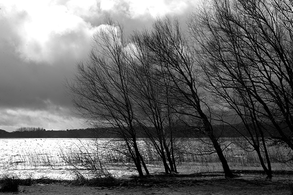 Nature black &white Landscape wood trees lake water reportage SKY