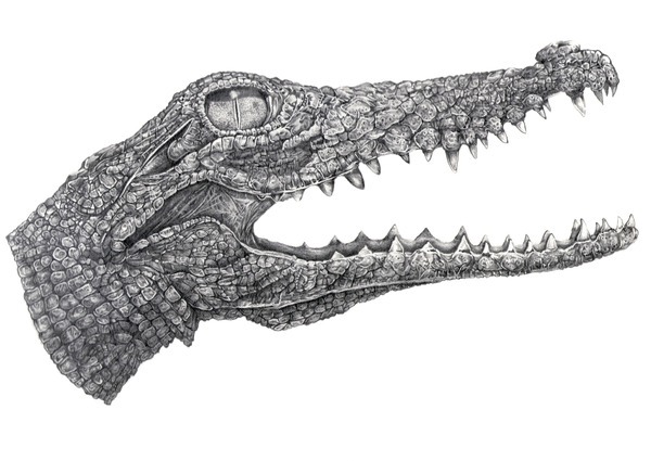 Crocodile, Drawing by Franck Lepeuple | Artmajeur