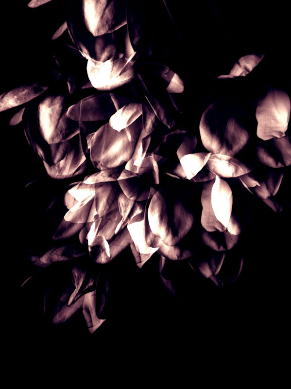 magnolia free work art blossom Maximilian Kamps Photography