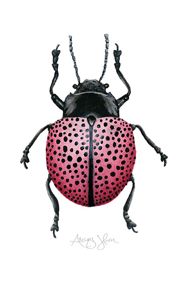 beetles Insects watercolor watercolor beetles watercolor illustration