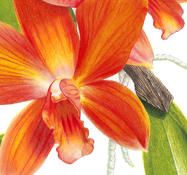 Flowers plants colored pencil Prismacolors orchids Orchidaceae botanical illustration colored pencils Tropical