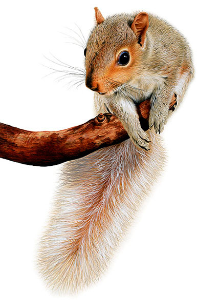 リアルイラスト 動物 Realistic Illustrations Animal On Behance