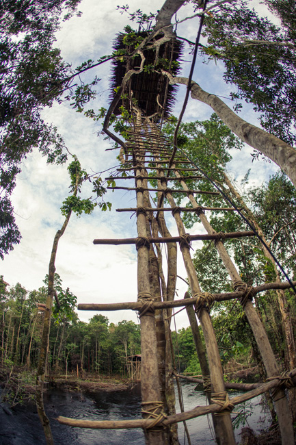 korowai tribe Papua indonesia forest jungle remote trees movie pre-production