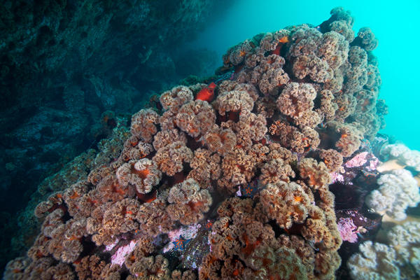 Japan sea creatures sea underwater