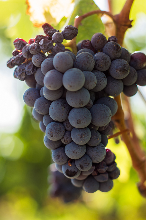 Grapes | Vineyards