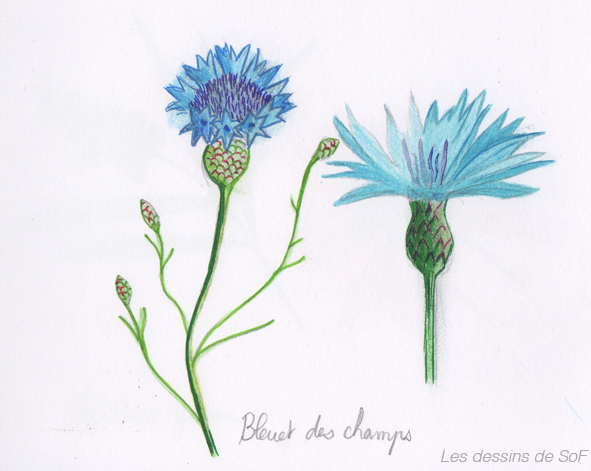 dessin Fleurs designs Flowers ILLUSTRATION  botanique