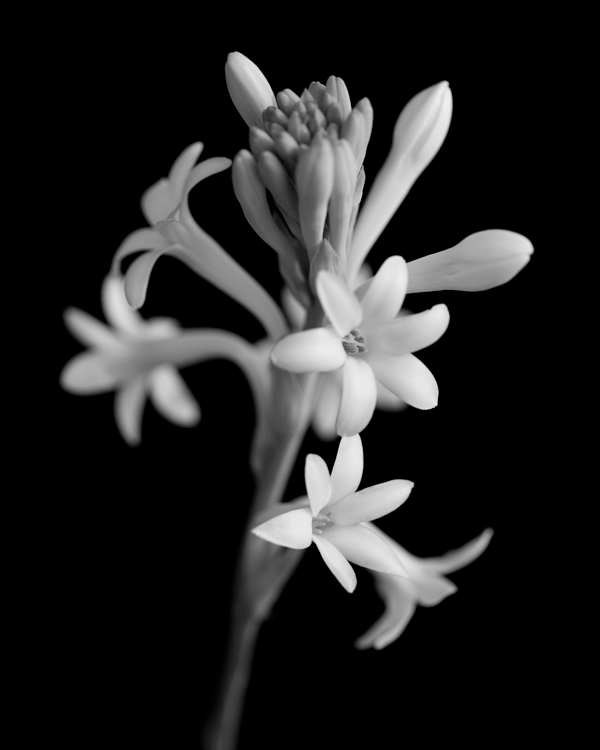 black & white Flowers floral flower portrait Portraiture