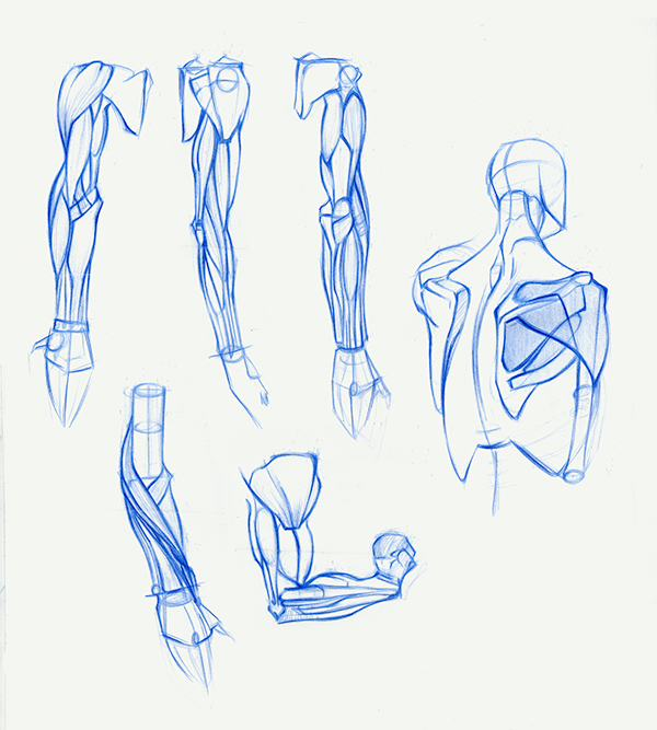 Anatomy Sketches on Behance