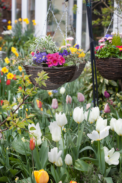 gardening  gardens  bulbs   narcissi tulips daffodils Holland amsterdam planting soil horticulture colour vivid Stems Bouquet wedding Events gifts surrey UK containers ornaments paving design plants Flowers blooms petals leaves red pink yellow green enjoyment HOBBIES retirement consuming