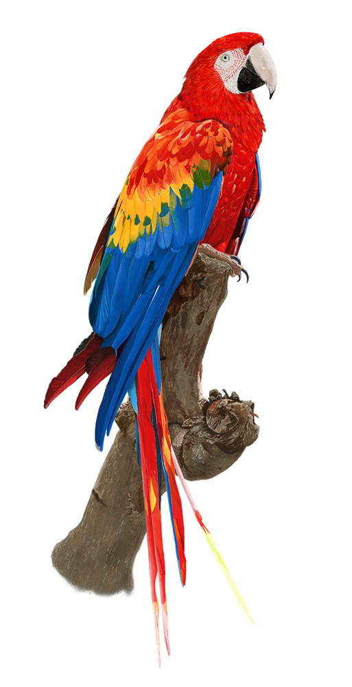 parrots Realism Advertising  art colorful animals birds bird Nature cute