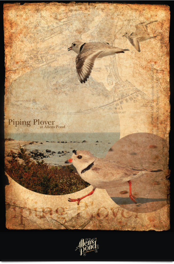 wildlife sanctuary westport allens pond pond Plover egret poster bird birds beach marsh typesetting type treatment
