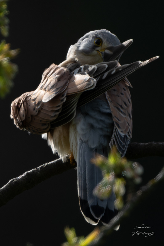 falcon Nikon Nikon Photography birds wildlife Nature animals predator