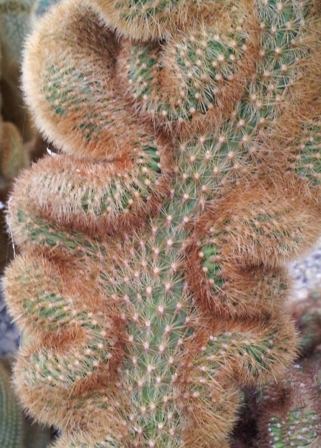 cactus plant leaf plants