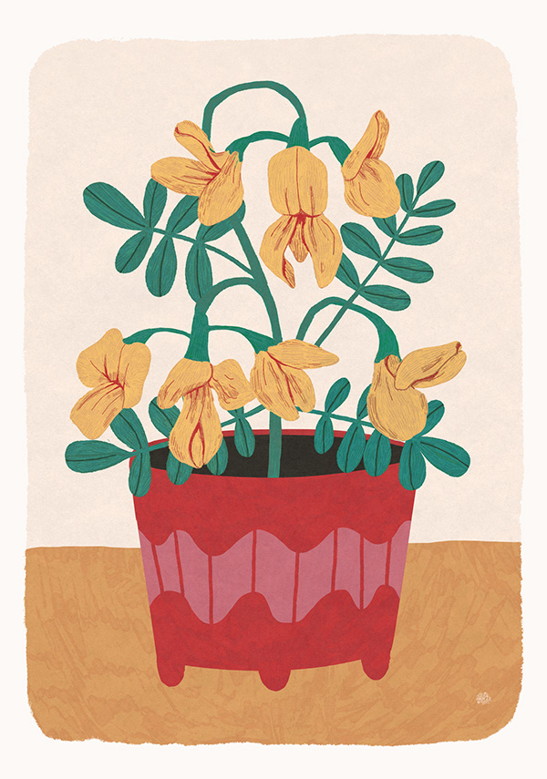 Plants illustrations