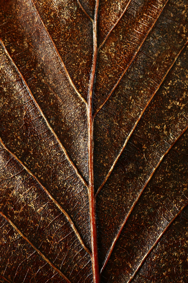 macro close up plants leaf leaves leather art poster brown