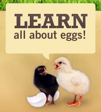 local hens Hens chickens chicks eggs egg farmers farmers farm web site egg carton