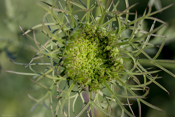 Wild Flowers of Israel (Part 1) Apiaceae Family