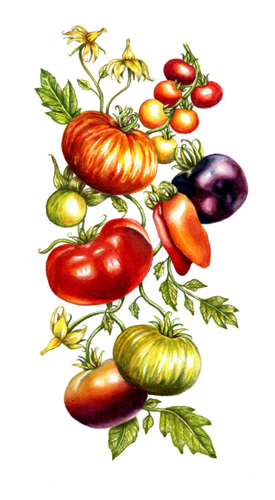 watercolor scientificillustration botanical botanicalillustration color Realism rendering tomatoes
