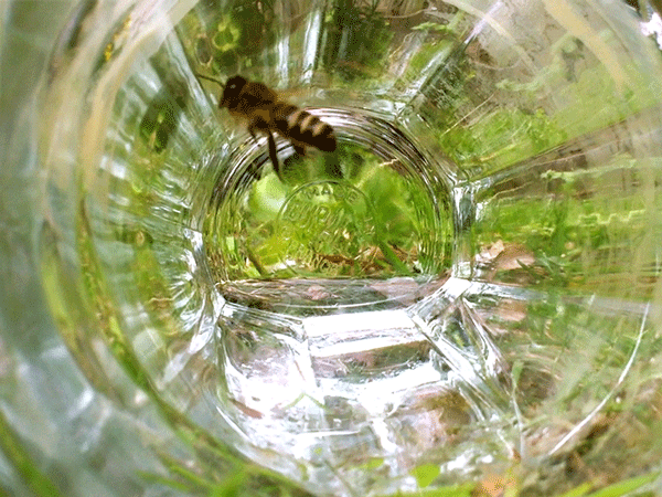 Bee drinking water Bee in glass