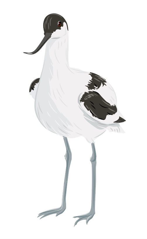 North Sea animal BIRB bird birdwatching Drawing ILLUSTRATION Nature Nordsee vogel