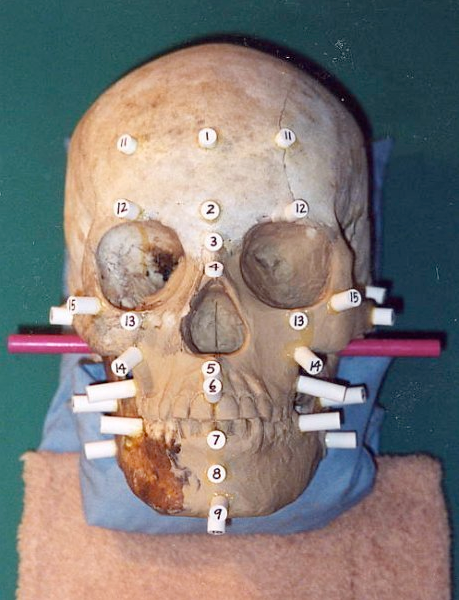 Forensic Facial Reconstruction Forensic Identification ILLUSTRATION  San Diego skull forensic artist Forensic Illustration Drawing  Forensic Art anatomy police law enforcement unidentified Facial drawing faces