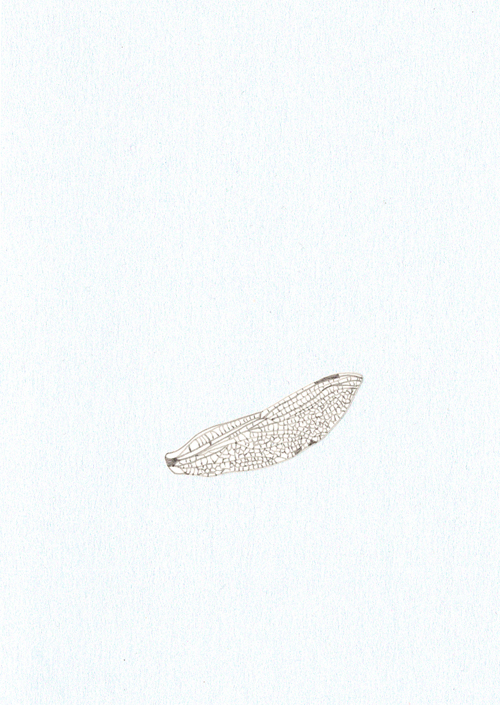 abstract abstractart abstraction Minimalism minimalist minimalove Nature insect wing linework