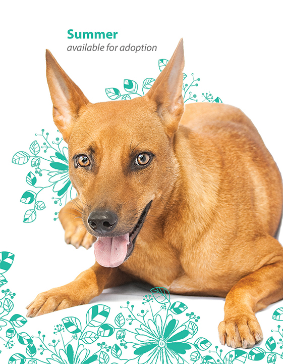 dog shelter adoption charity dogs calendar animal animals help adopt photanya rescue