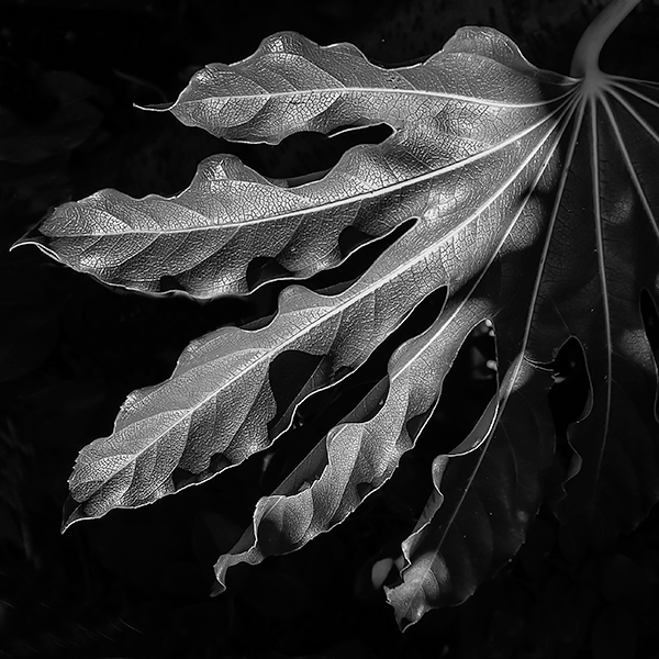 leaf Nature