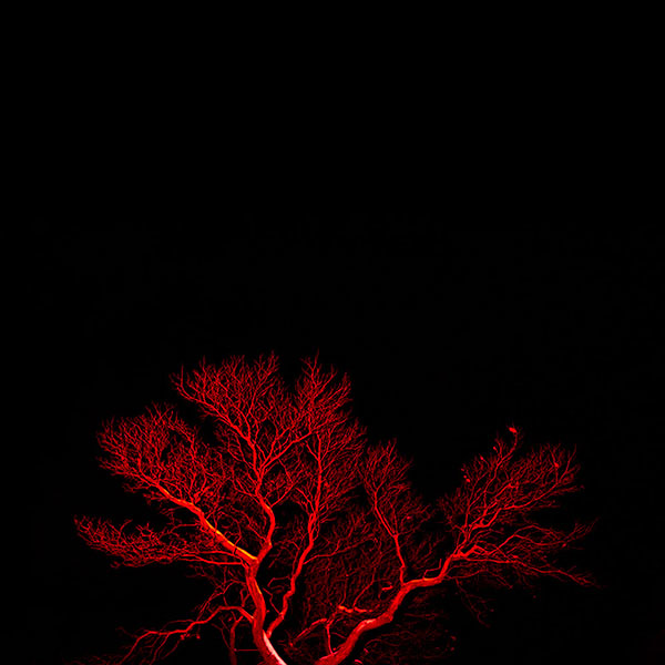 Flash Fh Dortmund colours art Tree  trees germany munich Canon background black