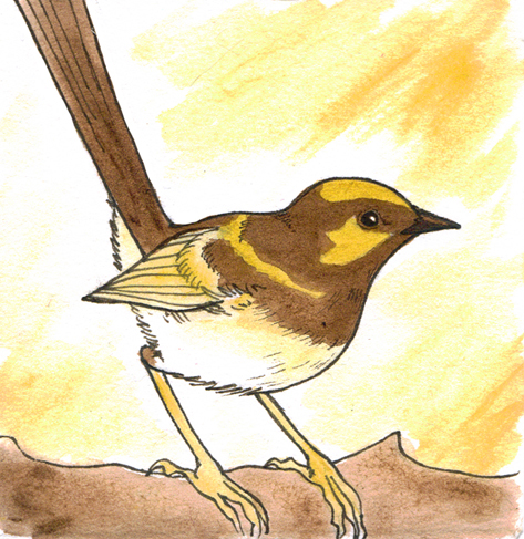 birds bird wildlife pen drawing Nature yellow avian