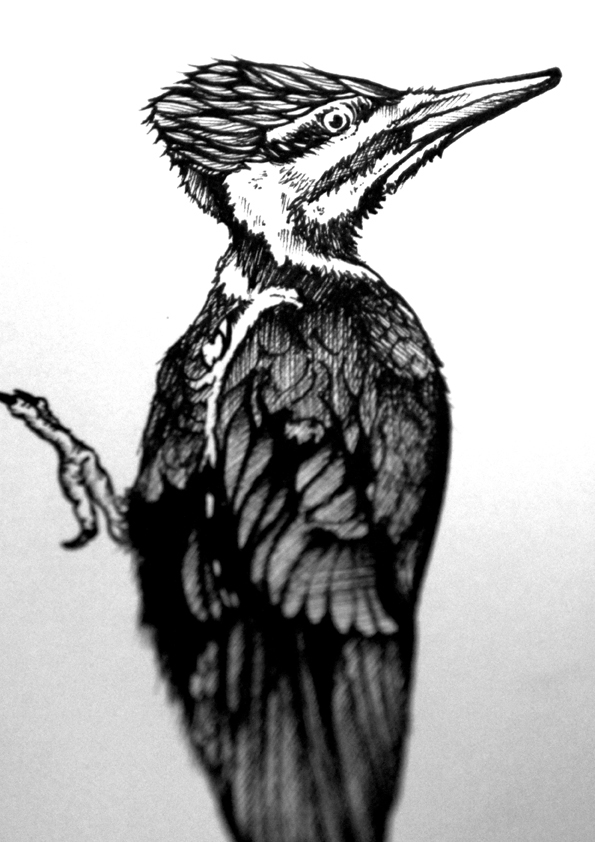 hand drawn black and white pen black musician texas country folk skulls Roses knife banner detailed birds