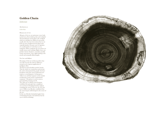 trees forest Nature wildlife oak Cross Section annual rings