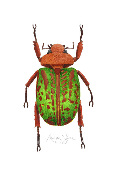 beetles Insects watercolor watercolor beetles watercolor illustration