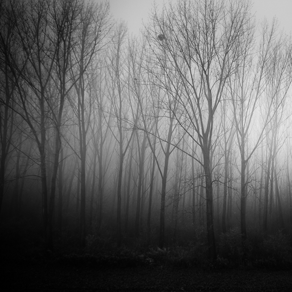 trees fog Landscape forest walk