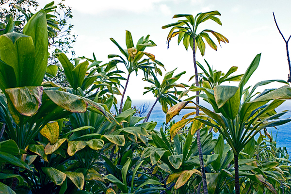 Kauai HAWAII Island landscapes seascapes Nature Outdoor Tropical Joel LeVan LEVAN