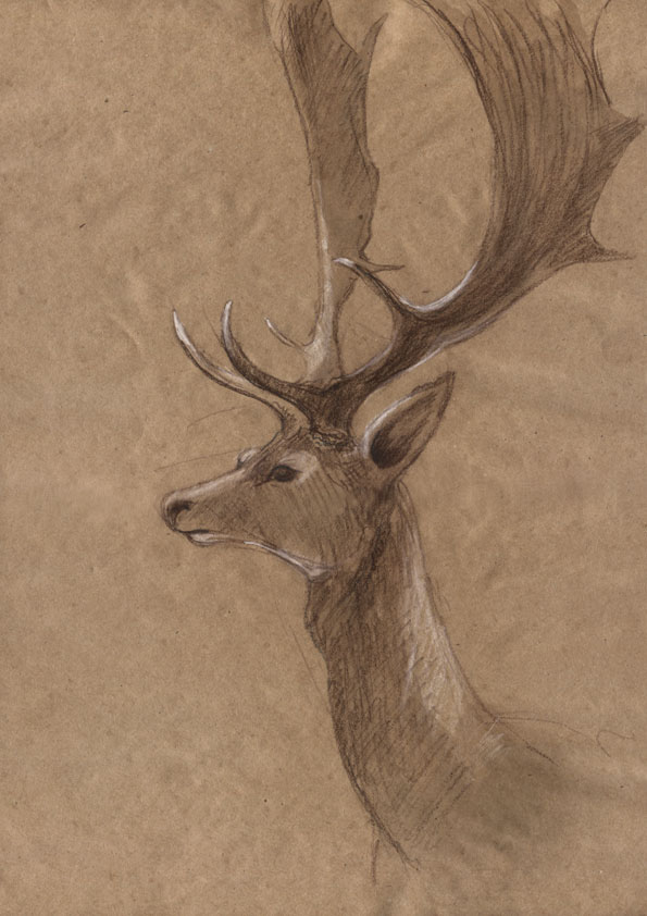 animals craft paper pencil сангина уголь sketches fast drawings  bear deer monkey