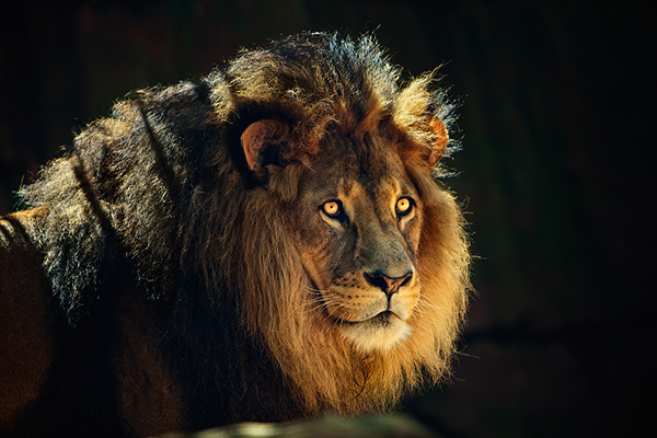 animal wildlife lion