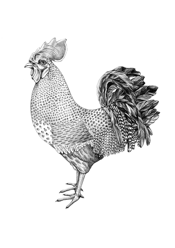 pencil black and white Rooster graphic arts Drawing.
