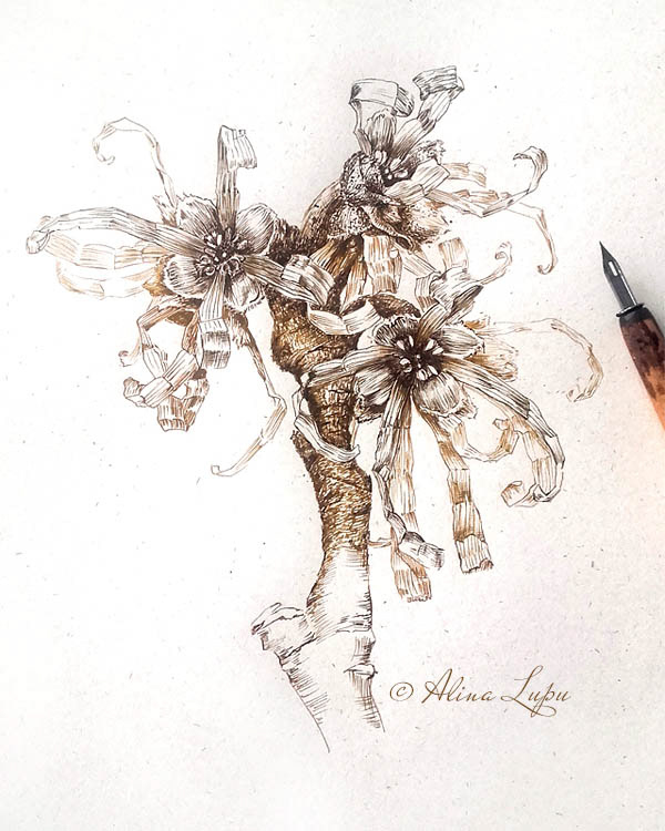 botanical art botanical illustration ILLUSTRATION  Drawing  ink ink drawing hammamelis Witch Hazel flower winter