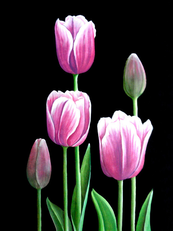 Flowers draw paint tulip orchid iris rose Cosmus color pencil guache oleo tulips Flores flower