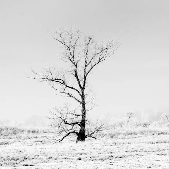 minimal winter poland tree landscape photo
