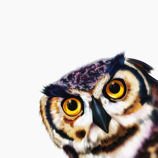 Illustration: Owl