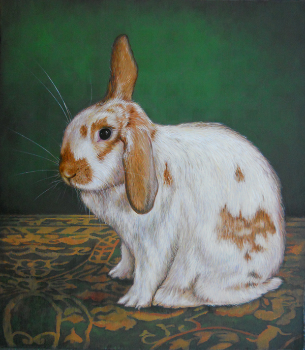 portrait  animals  rabbit