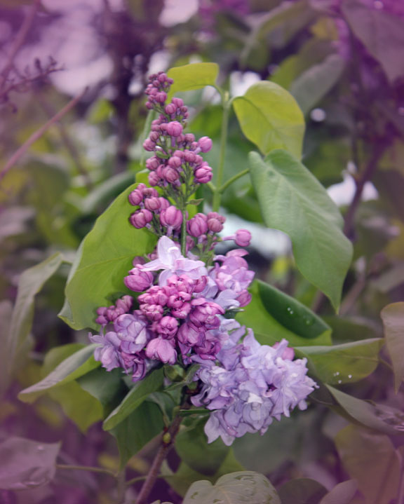 lilacs Flowers rochester New York Highland Park tulips magnolias pansies parks