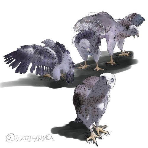 hawk bird Nature ILLUSTRATION  Drawing  artwork sketch digital illustration bird of prey goshawk