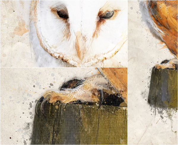 owl wildlife wild bird watercolor watercolour sketch tablet wacom texture canvas Nature