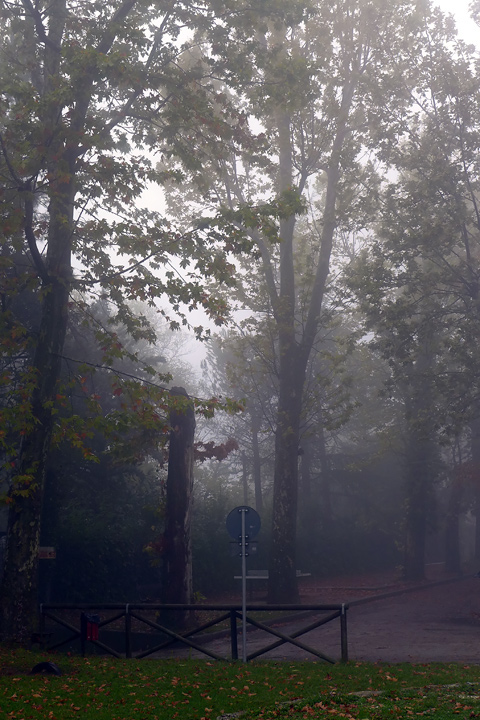 fog rain leaves trees