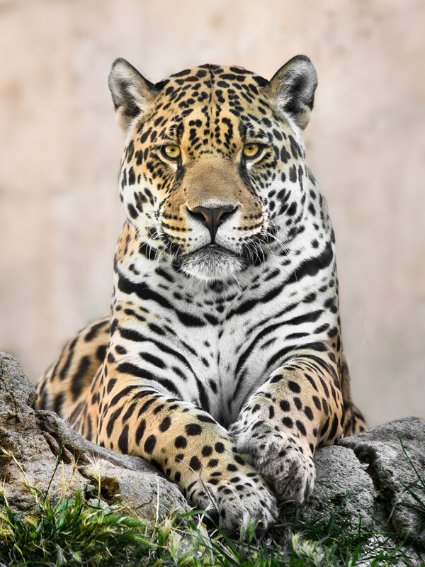 jaguar tiger lion bengal tiger lioness
